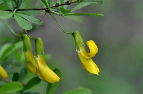 金雀花花語|金雀花：象徵意義與文化淵源的花語解讀